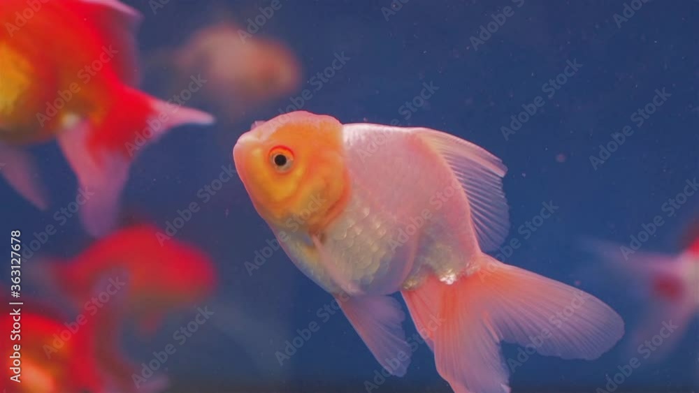 VDO. view of white goldfish diving and feeding in glass fish tank. VDO. view of white goldfish diving and feeding in glass fish tank.