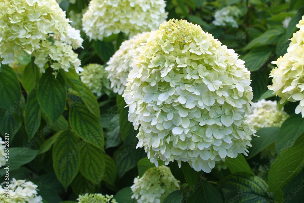 close up of a white hydrangea close up of a white hydrangea
