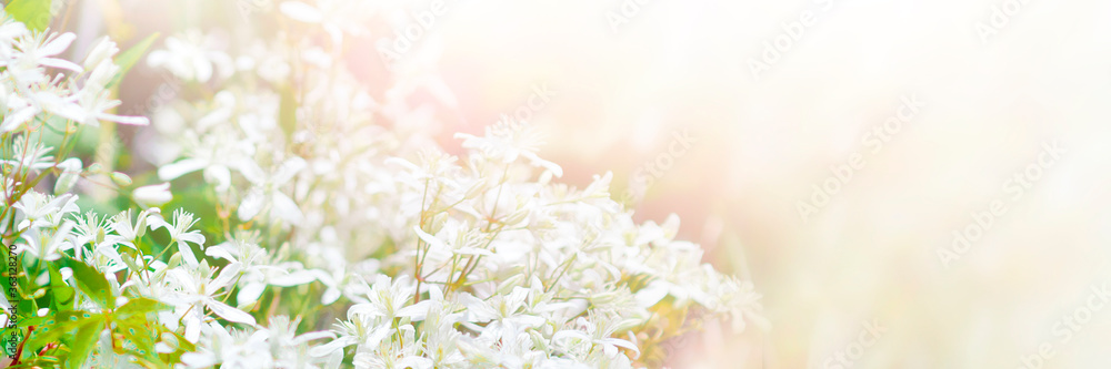 Natural panoramic background with space for text, copy space. White blurry flowers on a white background.