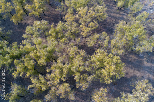 Forestry scenery, aerial photographs