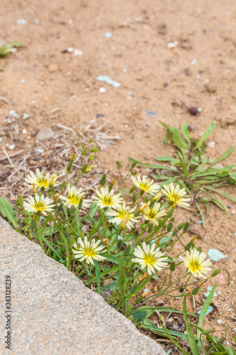 Outdoor spring, yellow and white small chrysanthemums close-up
，Ixeridium dentatum (Thunb.) Tzvel.
