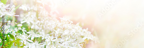 Natural panoramic background with space for text, copy space. White blurry flowers on a white background.