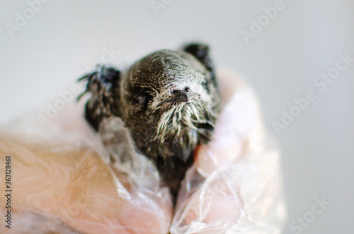 Little helpless blind chick sweeping  closeup  selective focus. Bird problems  help wildlife.