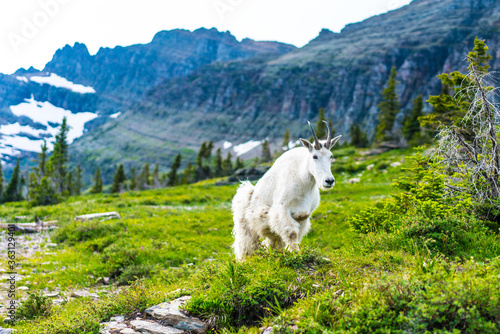 A wild mountain goat standing in the meadows of Glacier National Park, in Montana.