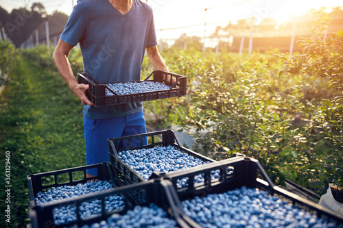 Farmer working and picking blueberries on a organic farm - modern business concept.