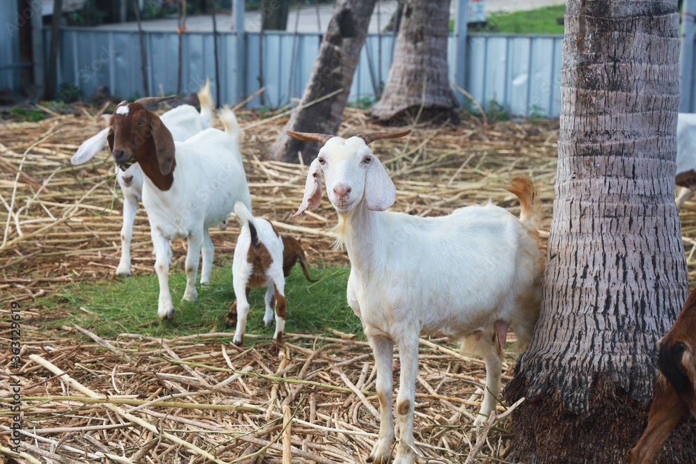 Many goats are eating grass on a farm.