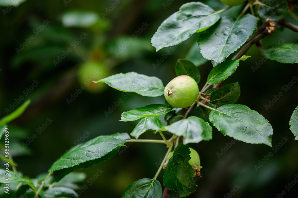 Young small green and red fruits and leaves in a large apple tree in direct sunlight in an orchard garden in a sunny summer day, beautiful outdoor floral background photographed with selective focus. Young small green and red fruits and leaves in a large apple tree in direct sunlight in an orchard garden in a sunny summer day, beautiful outdoor floral background photographed with selective focus.