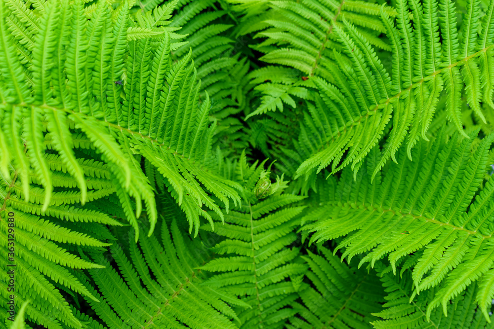 Top view fern leaves form a green funnel Top view fern leaves form a green funnel
