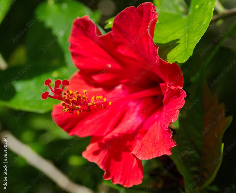 red hibiscus flower