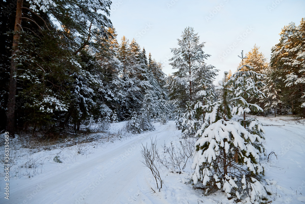 Winter forest with snow covered trees in a cold day. Winter forest with snow covered trees in a cold day.