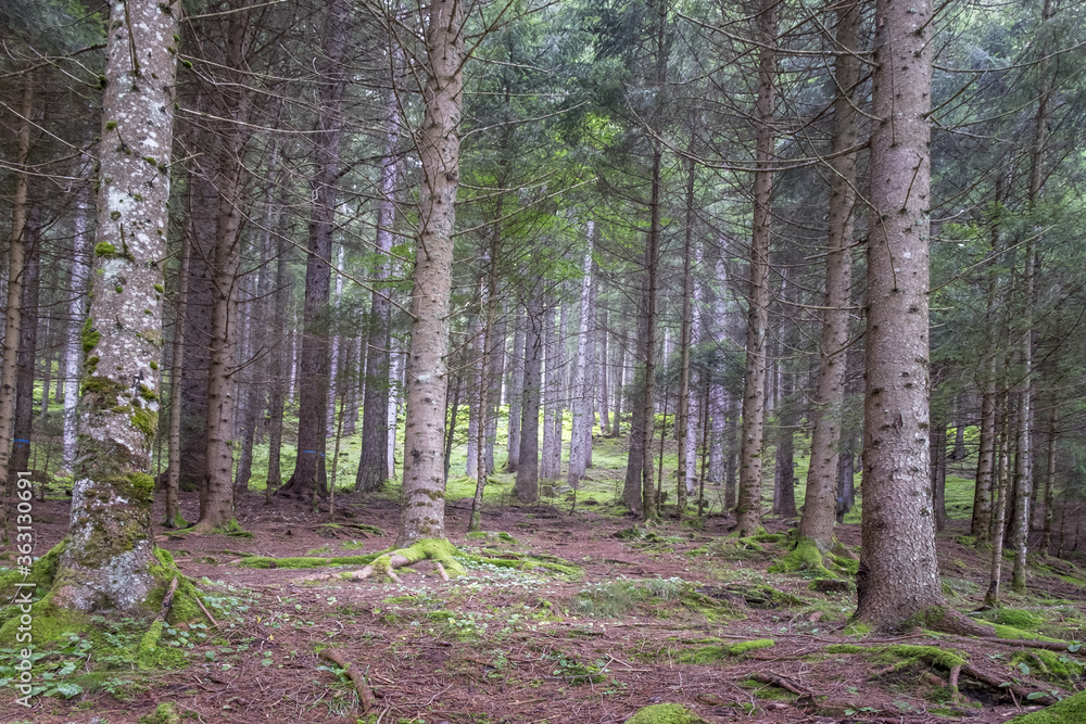 Fototapeta premium chodnik w lesie
