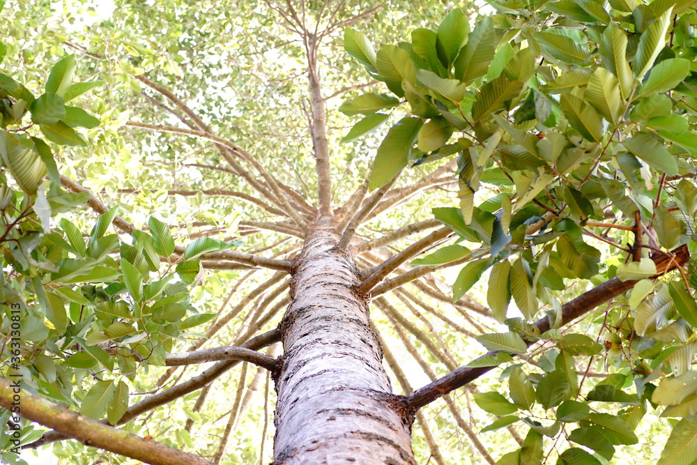 Fototapeta premium Look up along the big tree trunk