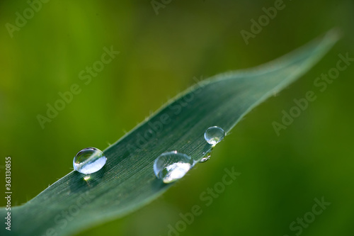 Water drops on the green grass leaf