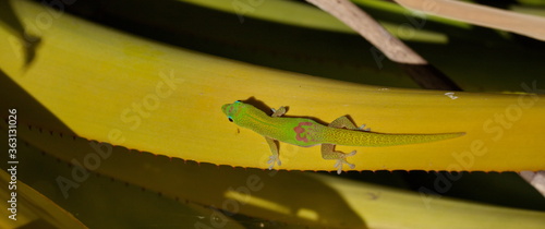 green iguana on a branch