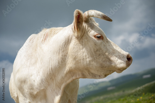 portrait of a cow © Marco Corso