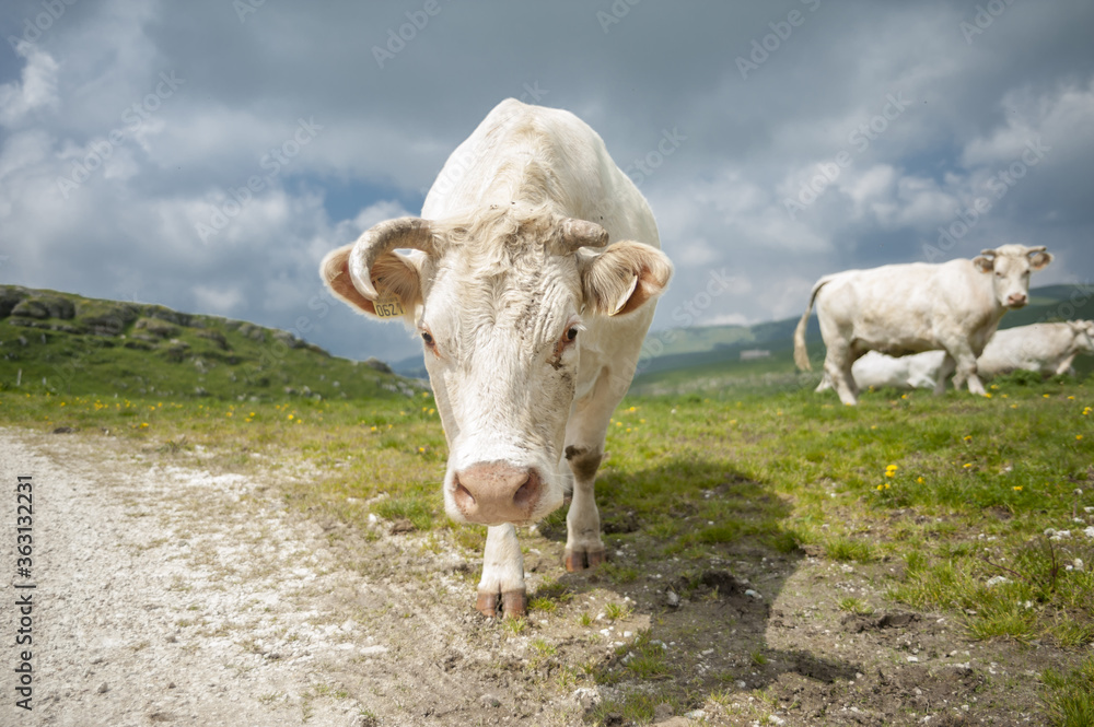 with cows in lessinia