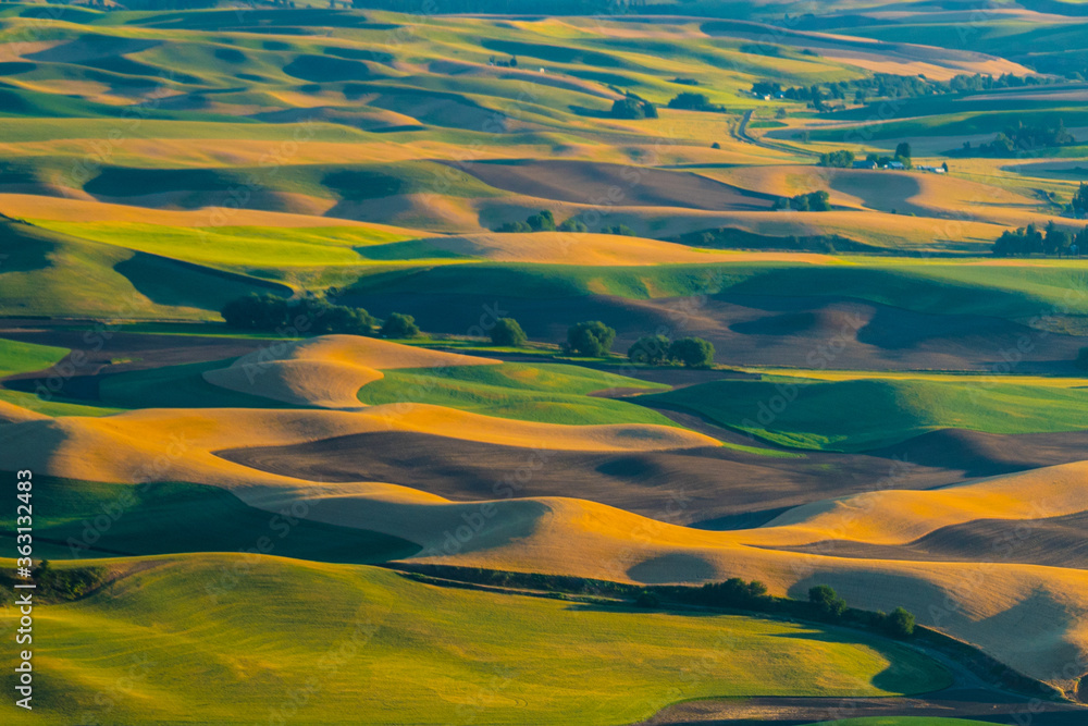 Fototapeta Sunset view of the rolling hills and wheat field in Palouse region, in Washington, USA.