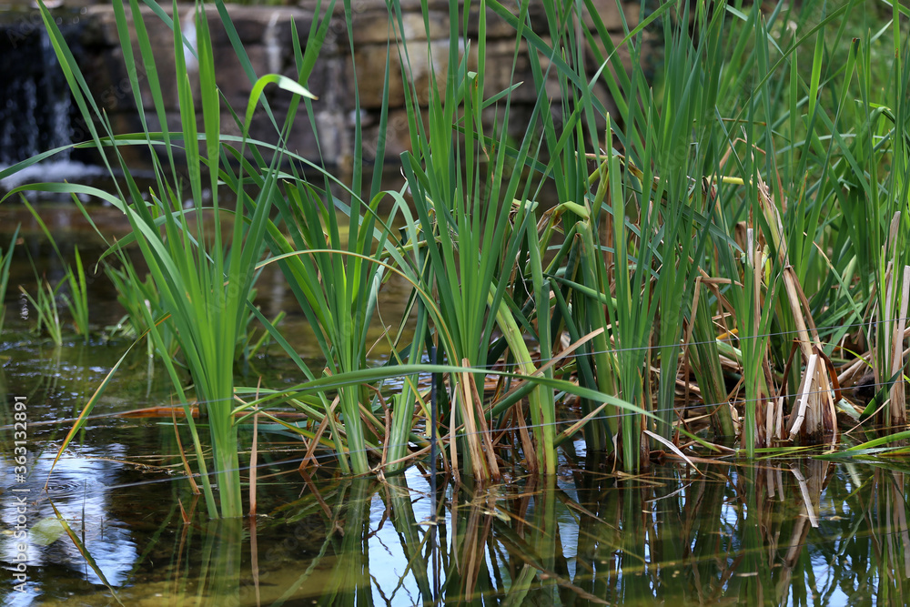 Young green reeds grow on the lake Young green reeds grow on the lake