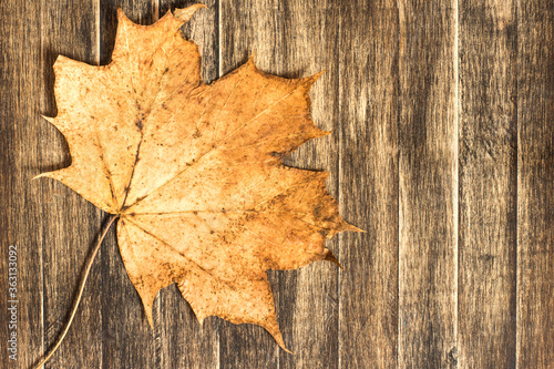 maple leaf on wooden background