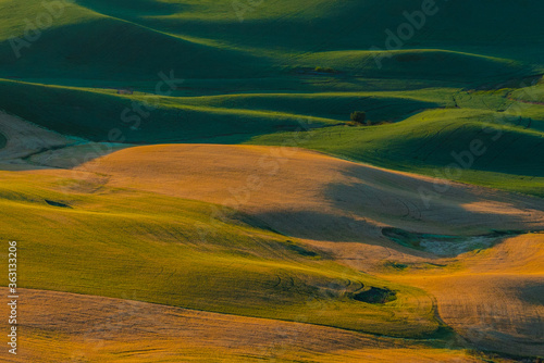 Sunset view of the rolling hills and wheat field in Palouse region  in Washington  USA.