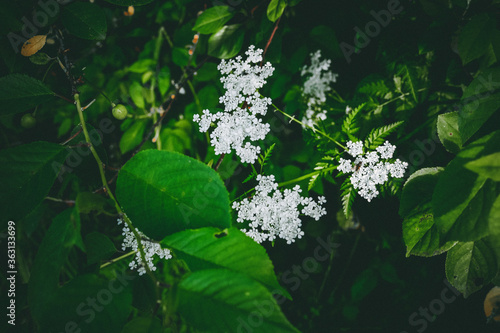 wild white flowers. close up shot. macro