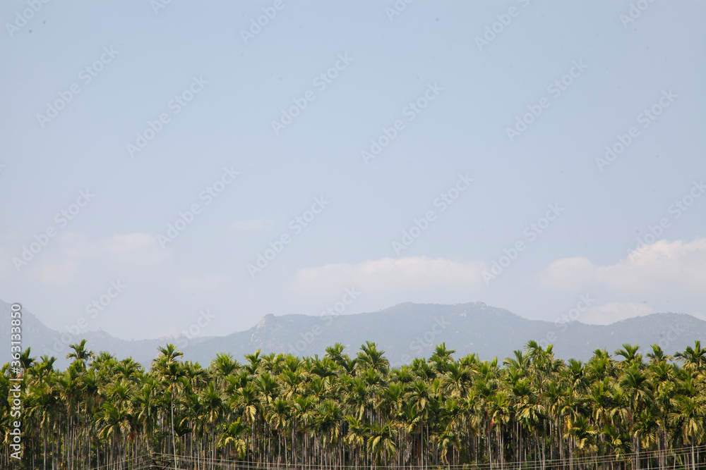 banana plantation in india with palm trees in the background during a sunny afternoon, palm trees mountain hills in india are very beautiful 