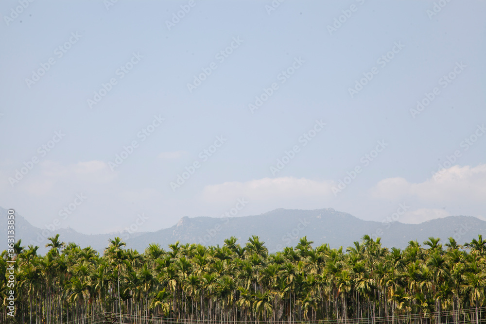 banana plantation in india with palm trees in the background during a sunny afternoon, palm trees mountain hills in india are very beautiful banana plantation in india with palm trees in the background during a sunny afternoon, palm trees mountain hills in india are very beautiful