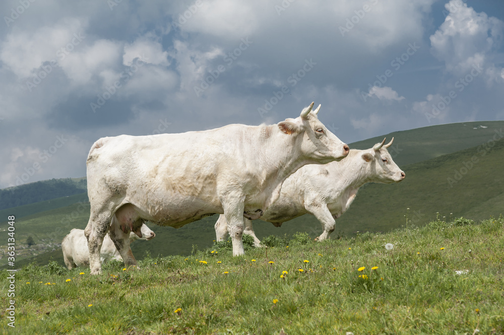 cows in the field