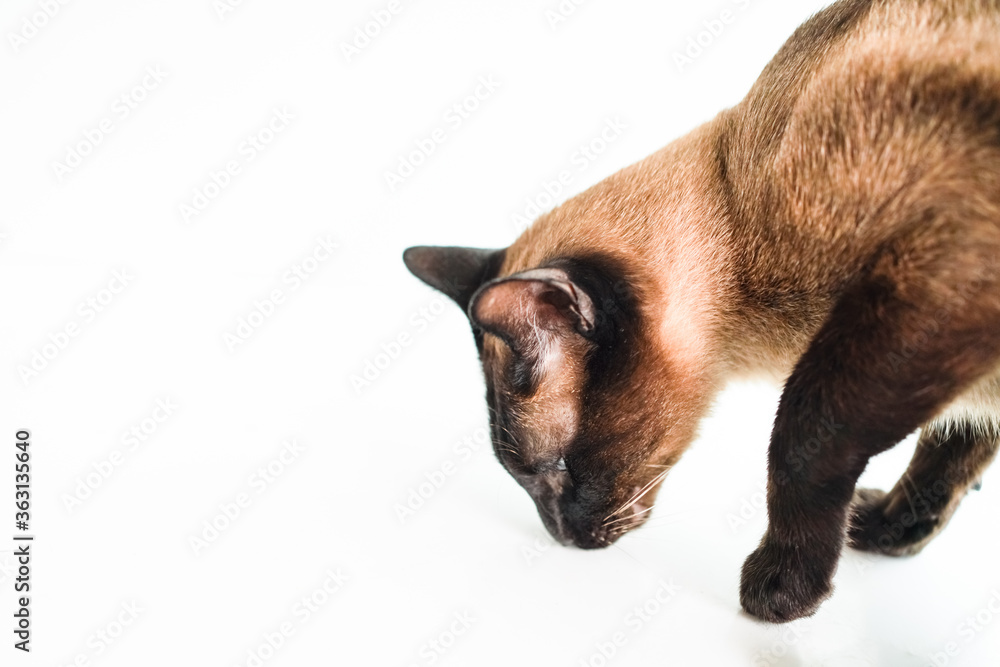 The brown Siamese cat standing on a white table smelling