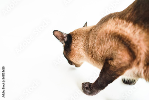 The brown Siamese cat standing on a white table smelling