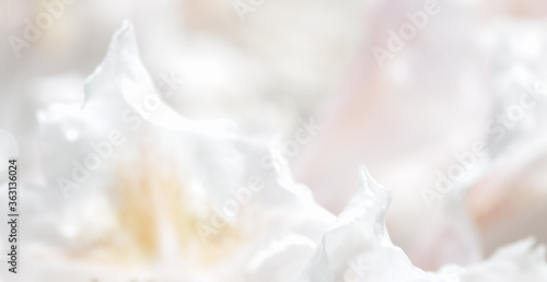 Soft focus, abstract floral background, white Rhododendron flower petals. Macro flowers backdrop for holiday brand design