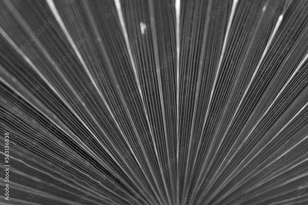 Obraz premium Palm leaf texture bakground close up