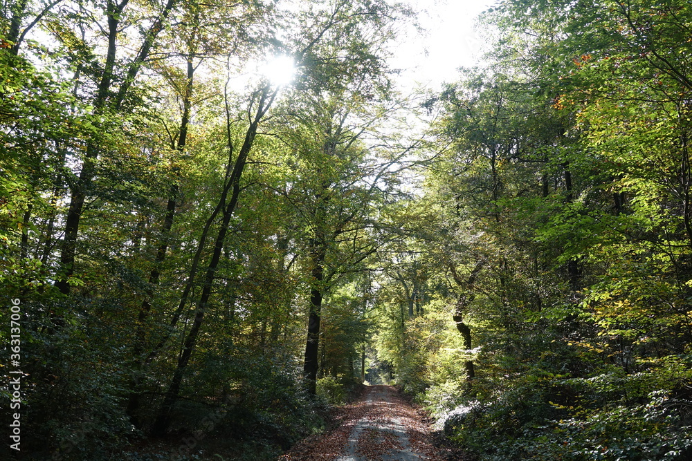 Fototapeta premium Waldweg im Gegenlicht