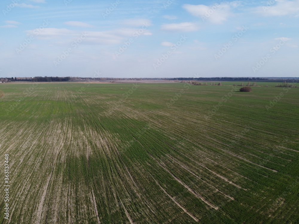 Crop shoots in the field, aerial view. Agricultural landscape in the spring.
