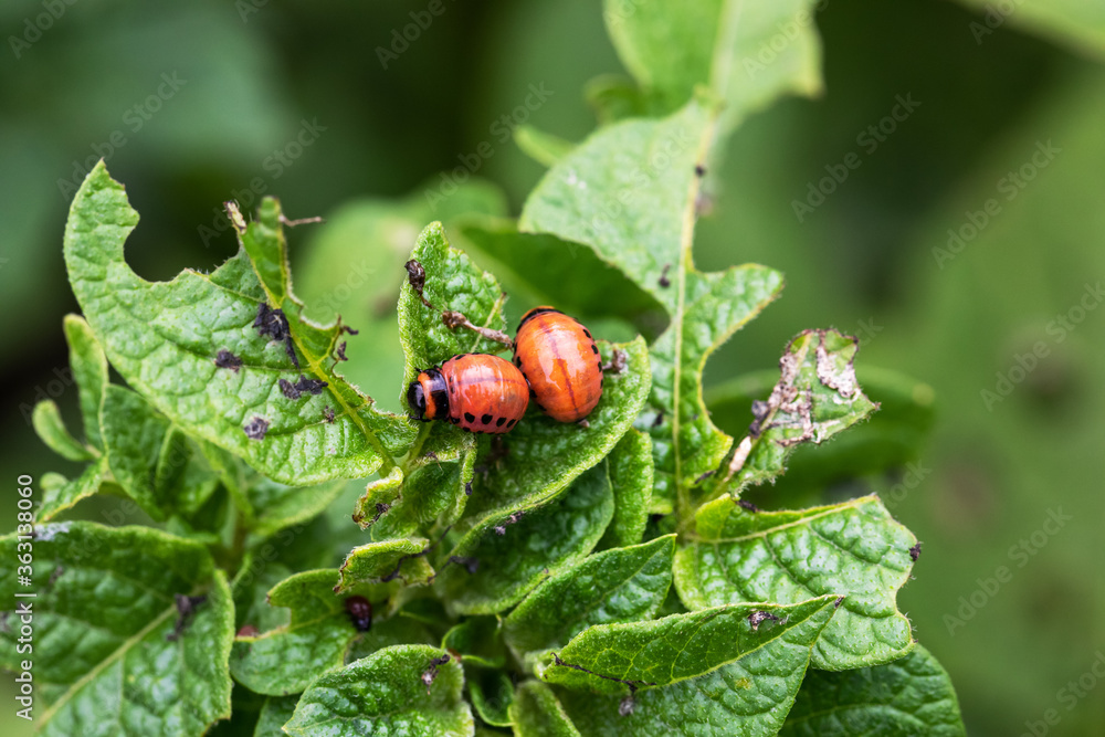 Colorado potato beetle larvae on potato leaves. Late instar stage of colorado beetle larva, before pupation. Colorado potato beetle larvae on potato leaves. Late instar stage of colorado beetle larva, before pupation.