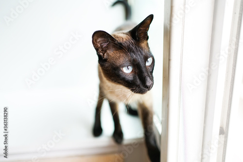 Brown cat standing at the window © zevei