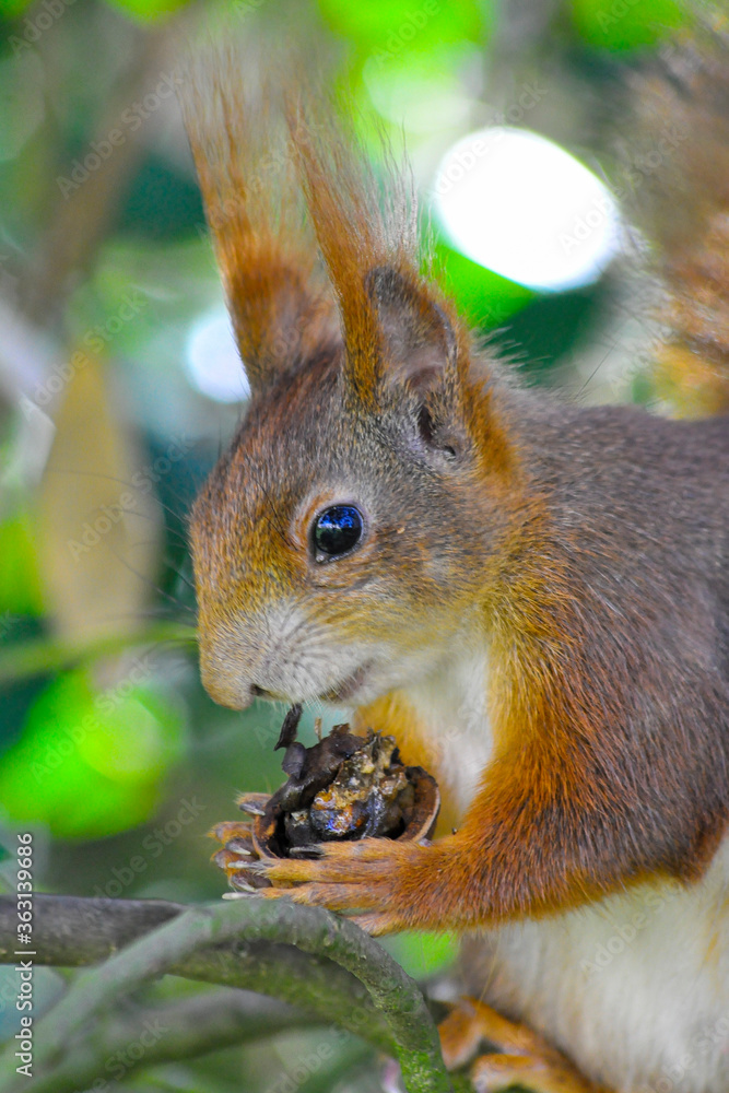 Fototapeta premium Eichhörnchen im Garten bei Nüsse essen