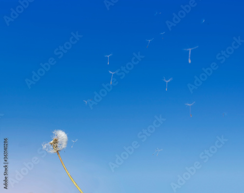 Blowing dandelion seed flying by the with nice clear blue sky background..