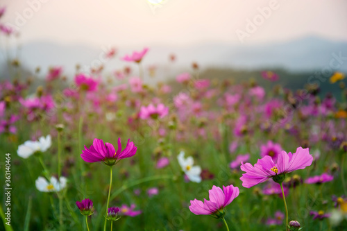 Beautiful pink or purple cosmos (Cosmos Bipinnatus) flowers garden in soft focus at the park with blurred mountain cosmos and sky, selective focus.