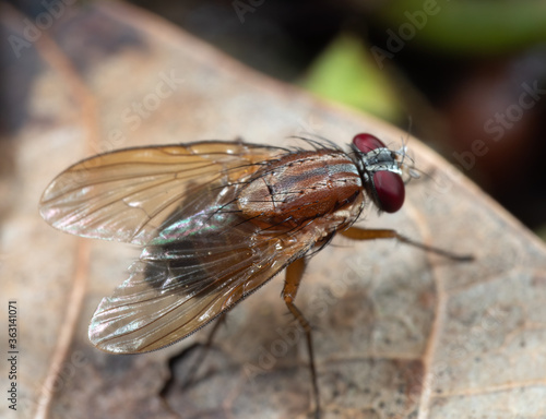 Macro Photo of Housefly on Dry Leaf