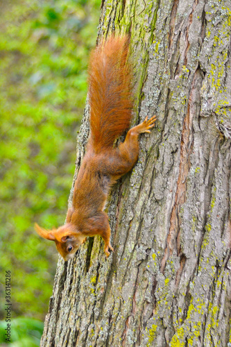 Eichhörnchen im Garten bei Nüsse essen © Michael