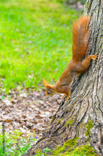 Eichhörnchen im Garten bei Nüsse essen