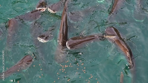 Pangasius feeding in turquoise water. Slow motion. Still camera.