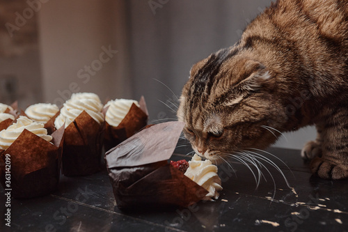 A Scottish Fold cat licks buttercream from homemade chocolate muffins.
