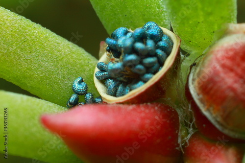 beautiful rad flower close-up, pestle and stamen seeds