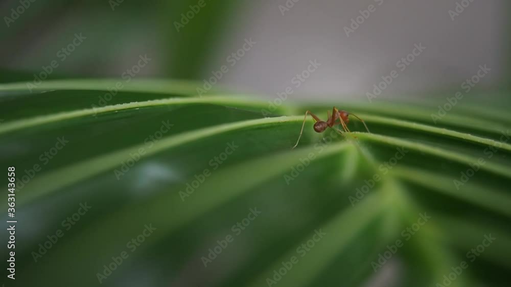 Closeup red ant walking on a green leaf. Confuse ant walking around spiky leaf. Closeup red ant walking on a green leaf. Confuse ant walking around spiky leaf.
