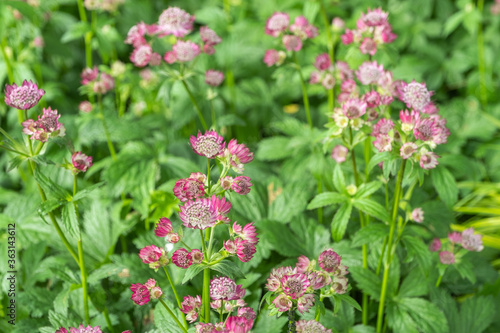 Astrantia major 'Ruby Wedding'