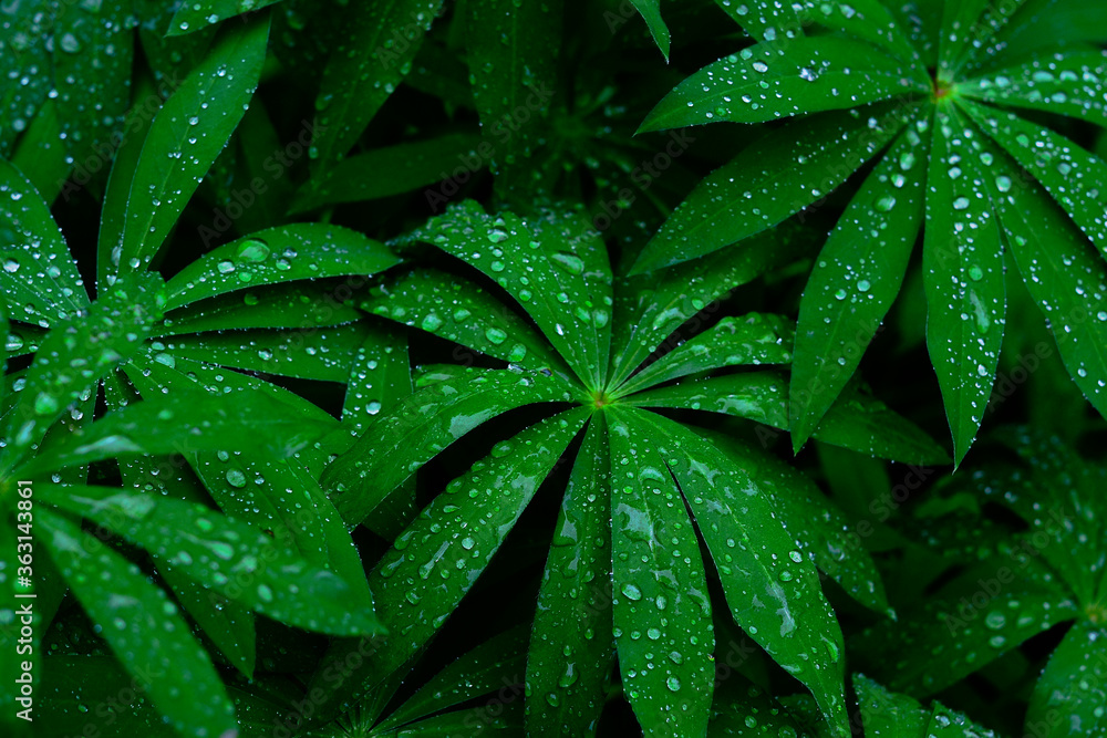 green leaf with water drops green leaf with water drops