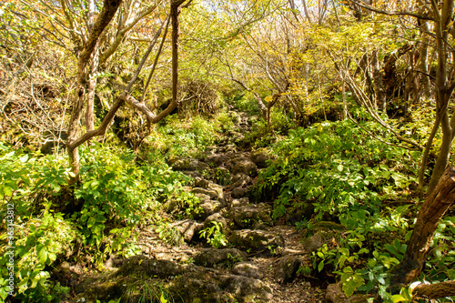 Fototapeta Naklejka Na Ścianę i Meble -  Very narrow stony mountain trail to Mount Myoken peak (Mount Unzen) among green trees in Unzen mountains in Unzen Amakusa National Park on Shimabara Peninsula, Japan.