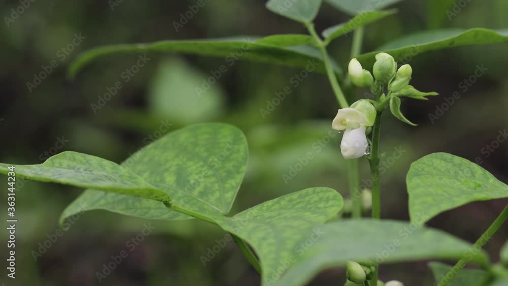鞘インゲンの白い花 鞘インゲンの白い花